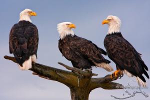 3 bald eagles